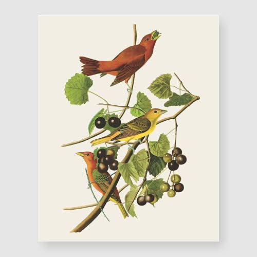 Bestbuddy Kisállat Készlet 4 (8X10) keret nélküli Robin Madarak Botanikus Nyomtatás Beállítása Antik Gyönyörű Trópusi Madarak,